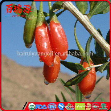 Goji baie onde comprar goji baies vente wolfberry santé avantages